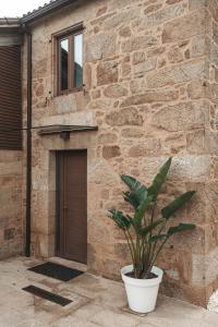 una planta sentada frente a un edificio de piedra en ACASADETEO, en Padrón