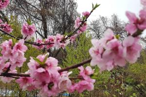 Κήπος έξω από το Asama Vista quiet home with view, Foreign Hosts