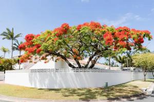 a white fence with a tree with red flowers at Poinciana House—Luxury Noosa Retreat close to Beach in Noosa Heads