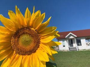 a large yellow sunflower in front of a house at Giżycko-Przerwanki Domki Widok na Mazury in Giżycko