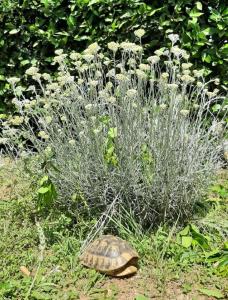 żółw siedzący w trawie obok rośliny w obiekcie Apartment Korni - comfortable w Biogradzie na Moru