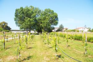 una fila di viti in un campo con un albero di Esperidi Paestum Agri Resort a Capaccio-Paestum