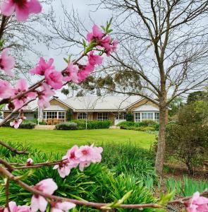 a tree with pink flowers in front of a house at Seppeltsfield Vineyard Retreat - 3 Bedroom Holiday Home in Seppeltsfield