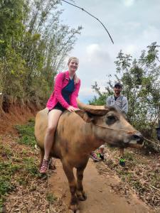 a woman riding on the back of a cow at Indigenous homestay 1- Trek- Vegetarian- Bus in Yên Bái