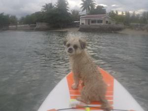 Domácí mazlíčci ubytovaní s hosty v ubytování Boochee Beach