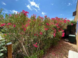 a bush with pink flowers in front of a building at Pavillon Climatisé dans résidence avec Piscine - Narbonne Plage 4BS14 in Narbonne-Plage