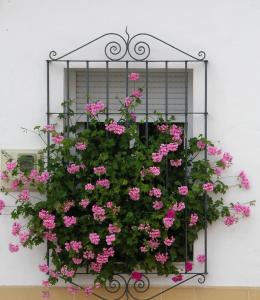 a window box filled with pink geraniums at La Casa de Ángela in Almodóvar del Río