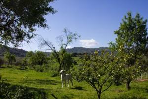 uma ovelha branca num campo com árvores em Finca los Natachos em Coín