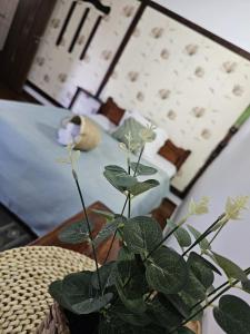 una planta sentada en una mesa frente a un espejo en Complex Valea Argesului, en Albestii de Arges