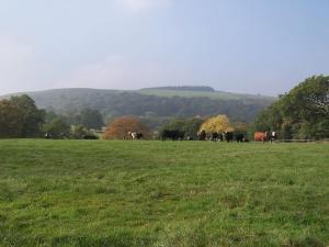 a group of cows grazing in a field of grass at Cosy and quiet one bed barn conversion. in Church Stretton