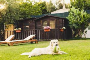 Ein weißer Hund, der mit einem Ball im Gras liegt. in der Unterkunft Trullo Dimora Vassili in Antonelli