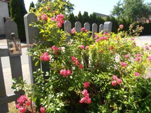 a white picket fence with pink flowers in front of it at Ferienhaus Undine, ruhige Lage, Nähe zur Altstadt, nur 500 m zur Müritz mit Strand, mit Parkplatz und Fahrradhäuschen in Waren