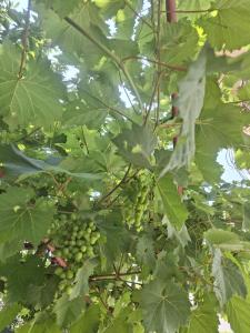 Une bande de raisins verts suspendus à un arbre dans l'établissement Apartman B&Đ Split, à Split