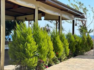 a row of christmas trees lined up under a pavilion at Incekum Pansiyon in Bodrum City +25 photos