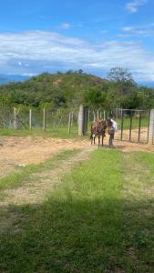 um homem ao lado de um cavalo num campo em Casa Campestre con Lagos em Puerto Beltrancito