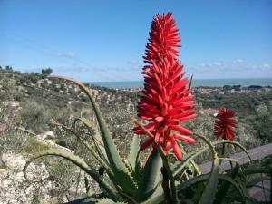 a red flower on top of a cactus at B&B Villa Makkalè in Vieste