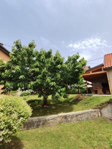 a tree in a yard next to a house at Barišić in Livno