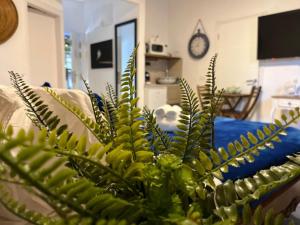eine grüne Pflanze in einem Wohnzimmer mit Sofa in der Unterkunft Ahuzat Shaul Seaside in H̱adera