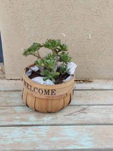 una fioriera di legno con una pianta dentro di Desert View Home a Ashalim
