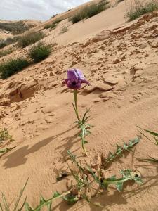 un fiore viola nella sabbia nel deserto di Desert View Home a Ashalim