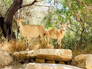 due antilopi in piedi sopra alcune rocce di Desert View Home a Ashalim
