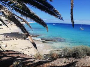 una spiaggia con una palma e l'oceano di Apartamento Domínguez, Fuerteventura a Morro del Jable