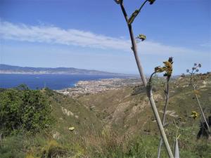 einen Blick auf das Meer von einem Hügel mit einem Baum in der Unterkunft Agriturismo Sant'Anna Ortì in oliveta biologica con vista sullo Stretto di Messina in Orti