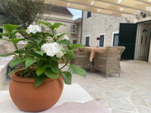 een plant in een pot zittend op een patio bij Apartment Caserma in Kotor