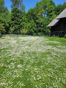 a field of white flowers in front of a barn at Osada Boczki in Dubeninki