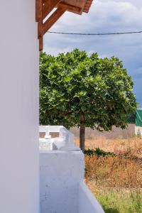 a tree behind a white wall with a tree in the background at Anzuelo Apartments in Megalochori