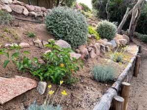 un giardino con alcune piante e alcune rocce di Villino Mamy a Costa Paradiso
