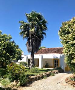 a palm tree in front of a house at Quinta da Trombeta in Borba