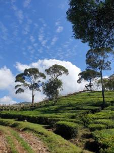 a field of tea plantations with trees on a hill at Kancah Nangkub in Pengalengan