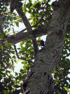 un pájaro sentado en la parte superior de una rama de árbol en Cabaña el Ensueño (GUADUA, BAMBU), en Pereira