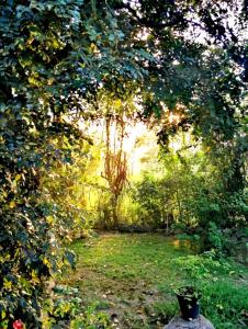 Vrt pred nastanitvijo The Cattleya Guest House Sigiriya