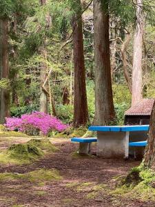 a blue bench in a park with trees and purple flowers at Cantinho do Cruzeiro Lajes in Lajes