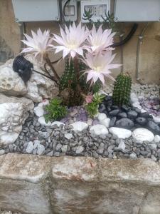 um jardim rochoso com cactos e flores numa parede em La Casa In Pietra em Santa Caterina Villarmosa