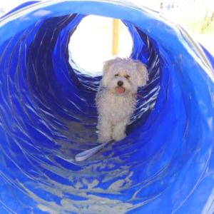 a small white dog standing in a blue tunnel at Pet Family Camping Cortina in Senigallia