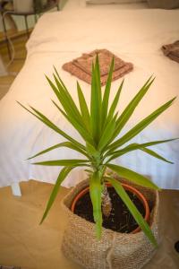 a plant in a pot on a table next to a bed at Rock Oak Camp in Imotski