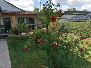 um arbusto com rosas vermelhas em frente a uma casa em Ferienhaus Putzke em Stadtilm