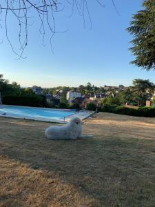 ネリ・レ・バンにあるBed and Breakfast Villa Castel Marie Louiseの白犬