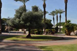 a tree in the middle of a park with palm trees at Mina's luxury suite - panoramic sea view- קיסריה in Caesarea