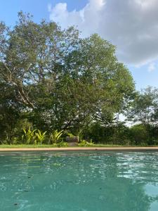 un bassin d'eau avec des arbres en arrière-plan dans l'établissement Casa de campo Hacienda Multunkú Minerva, à Seyé