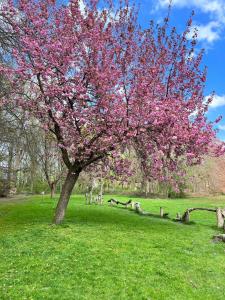 a tree with pink flowers on it in a field at The Green Mile in Aalter