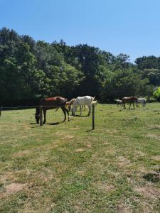 Động vật gần/tại nhà nghỉ dưỡng