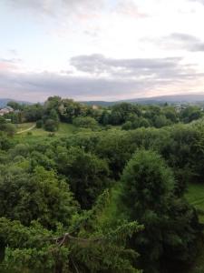 an overhead view of a forest of trees at Vip apart 2 in Gorlice