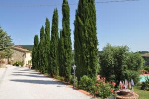 a row of cypress trees in a driveway at Podere "la svolta" in Chianni