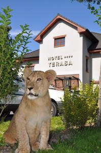 Domácí mazlíčci ubytovaní s hosty v ubytování Hotel Terasa