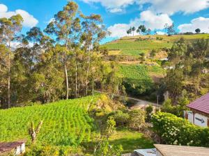 a view of a tea plantation on a hill at Hostal the backpackers in Chugchilán