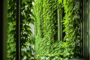 貝桑松的住宿－Le Boudoir Secret，建筑上遮盖着绿色常春藤的窗户